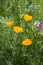 Beautiful vibrant landscape image of wildflower meadow in Summer Royalty Free Stock Photo