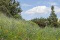 Beautiful vibrant landscape image of wildflower meadow in Summer Royalty Free Stock Photo