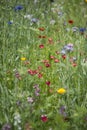 Beautiful vibrant landscape image of wildflower meadow in Summer Royalty Free Stock Photo