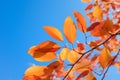 Beautiful vibrant leaves against clear blue sky tree branch with golden foliage yellow leaf autumn forest warm day in Royalty Free Stock Photo