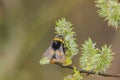 Beautiful vibrant macro close-up of a Bombus terrestris