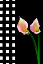 Colorful pair of light pink and yellow color calla lillies on abstract black and white background Royalty Free Stock Photo