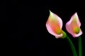 Close up of a colorful pair of light pink and yellow color calla lillies on abstract black and white background