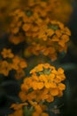 Beautiful vibrant orange apricot twist erysimum brassicaceae Spring wallflower