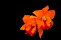 Orange color hybrid cattleya orchids 