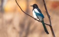 Cotofana bird in Vacaresti Natural Park