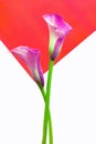 Exotic pair of calla lily flowers against abstract background Royalty Free Stock Photo