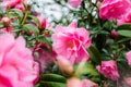 Beautiful Vibrant Pink Camelia Flowers Royalty Free Stock Photo