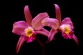 Pair of beautiful pink color hybrid cattleya orchids Royalty Free Stock Photo