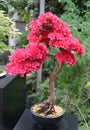 Beautiful vibrant pink color display of Kurume Azalea flowers from an old bonsai tree trained since 1975