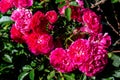 Beautiful vibrant pink floribunda flowers in the garden Royalty Free Stock Photo