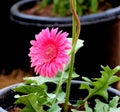 Beautiful Vibrant Pink Gerbera Flower Blooming Royalty Free Stock Photo