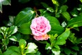 Beautiful vibrant pink Japanese Camellia flowers of or Camelia japonica