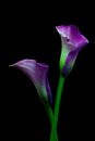 Exotic pair of purple calla lily flowers against black background Royalty Free Stock Photo