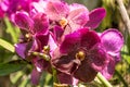 Beautiful vibrant purple orchid flowers in the tropical garden Royalty Free Stock Photo