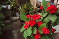 A beautiful vibrant red Euphorbia milii, crown of thorns, christ plant, christ thorn, flowers blooming in the spring morning Royalty Free Stock Photo