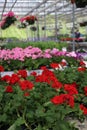Beautiful vibrant red geraniums in a greenhouse
