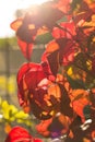 Beautiful vibrant red and orange autumn leaves. Sunlight shines overhead and creates lights and shadows on the leaves on sunny day