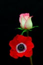 Red poppy anemone  and pink tipped white rose on black background Royalty Free Stock Photo