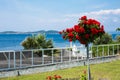 Beautiful vibrant red Rose Flowers at the blue Royalty Free Stock Photo