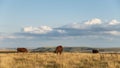 Beautiful vibrant Summer evening landscape image of cows grazing in English countryside Royalty Free Stock Photo