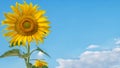 Beautiful vibrant sunflower with blue sky and white cloud at background with copy space Royalty Free Stock Photo