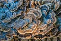 Beautiful Vibrant Turkey Tail Mushrooms Glowing in the Sun Light