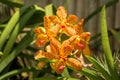 Beautiful vibrant yellow orchid flowers in the tropical garden Royalty Free Stock Photo