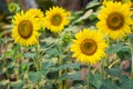 Beautiful vibrant yellow summer flowering Sunflower also known as Helianthus annus