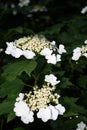 Beautiful viburnum bloom on a sunny day, green background Royalty Free Stock Photo