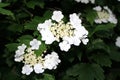 Beautiful viburnum bloom on a sunny day, green background Royalty Free Stock Photo