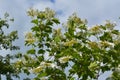 Beautiful viburnum bush in spring. White flowers and green leaves