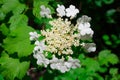 Beautiful viburnum flowers, small flowers in the middle, large ones on the edges against a background of bright green leaves Royalty Free Stock Photo