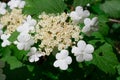 Beautiful viburnum inflorescence in the middle of small flowers, large at the edges against a background of bright green leaves Royalty Free Stock Photo