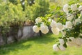 Beautiful Viburnum Opulus branch with a blurred background