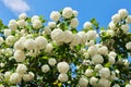 Beautiful Viburnum Opulus tree close up