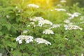 Beautiful viburnum spring wildflowers in the forest. Forest landscape. Wild nature background. Spring natural concept