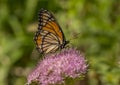 Viceroy Butterfly on Sedum