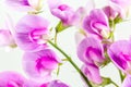 Beautiful vicia flower isolated on white background