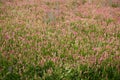 Beautiful Vicia Tinctoria pink flower plant used f