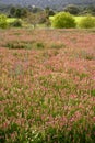 Beautiful Vicia Tinctoria pink plant used f