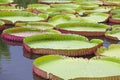 Beautiful Victoria waterlily leaves and reflection in the water Royalty Free Stock Photo
