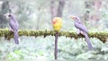 Beautiful Video of Malabar grey hornbill bird having fruits with beautiful background at Coorg,Karnataka,India