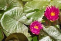 Beautiful view from above of a pond with green leaves and pink Lotus flowers, sunlight, copy of space Royalty Free Stock Photo