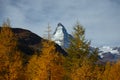 Beautiful view across yellow larch forest towards matterhorn in autumn.