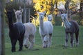 Beautiful view of adorable alpacas in an evergreen park in Belgium