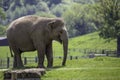 Beautiful view of an adult elephant walking in ZSL Whipsnade Zoo, United Kingdo