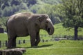 Beautiful view of an adult elephant walking in ZSL Whipsnade Zoo, United Kingdom Royalty Free Stock Photo