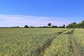 Beautiful view on agricultural crop and wheat fields on a sunny summer day found in northern Europe Royalty Free Stock Photo