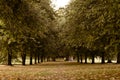 Beautiful view of an alley between bushy trees in the park